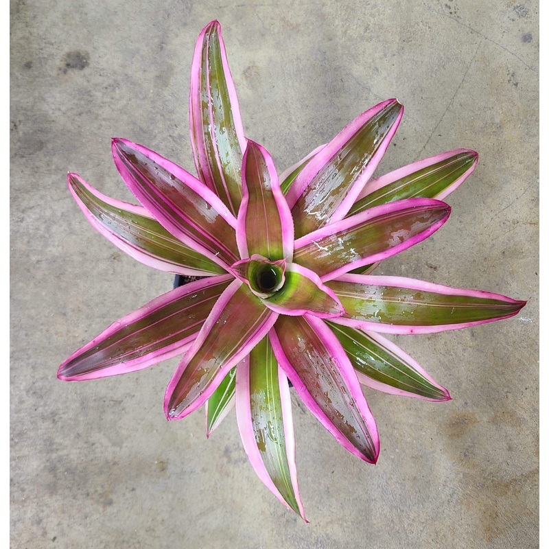 Neoregelia Franca