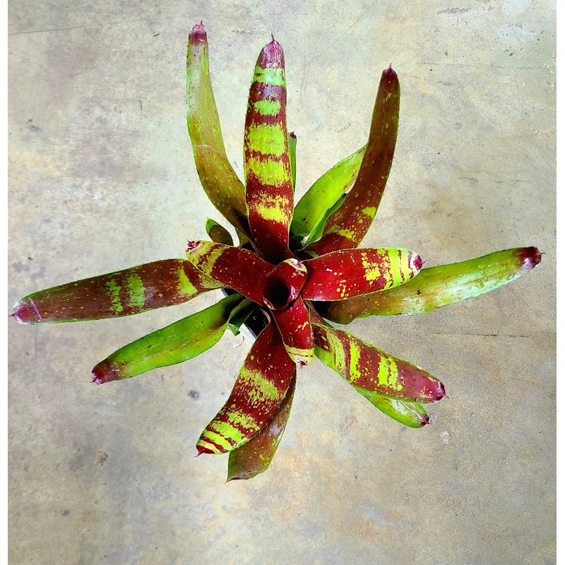 Neoregelia Gazpacho