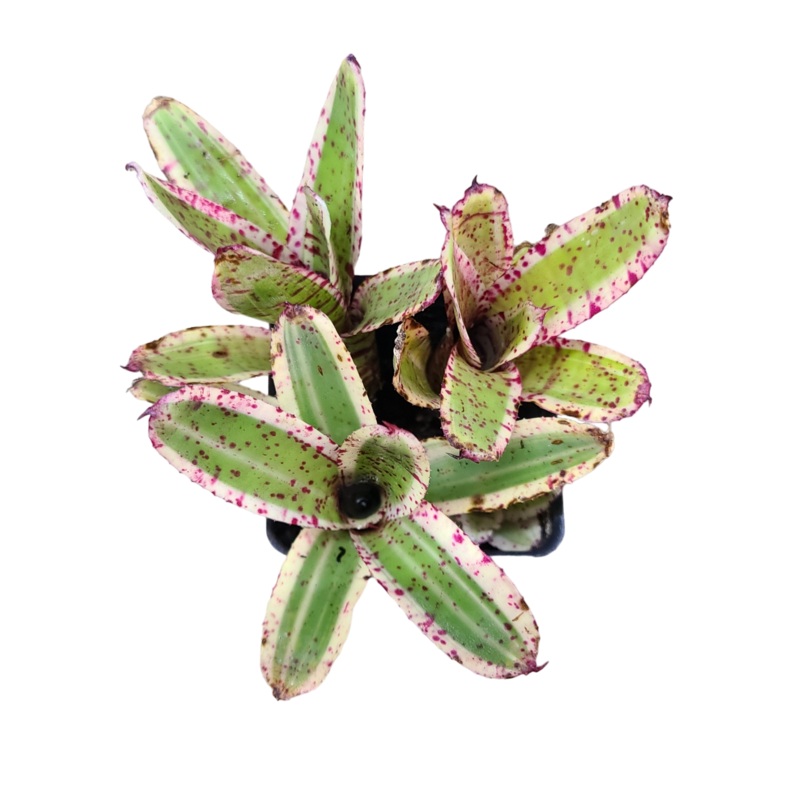 Neoregelia Gizmo – Micro