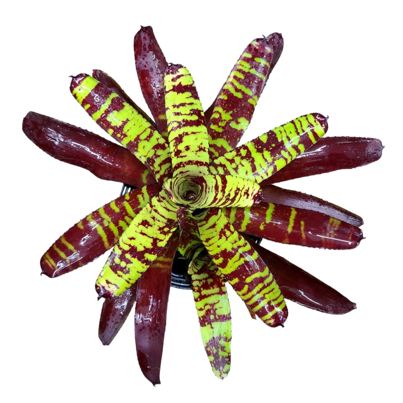 Neoregelia Guacamole|Single, smaller|Large