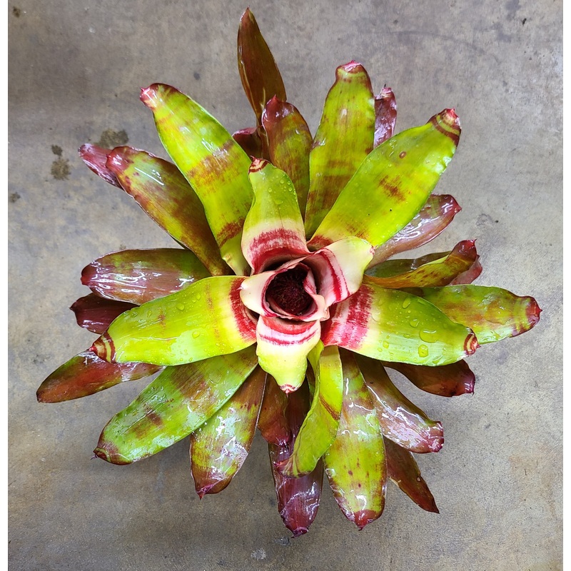 Neoregelia Hawaii