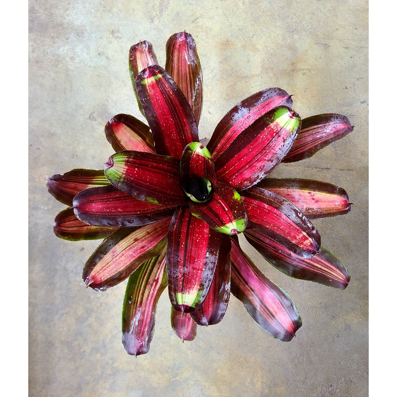 Neoregelia Kahala Dawn