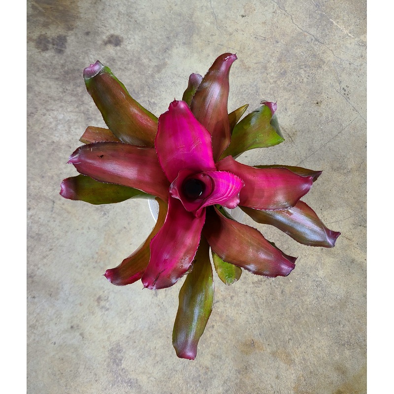 Neoregelia Lila