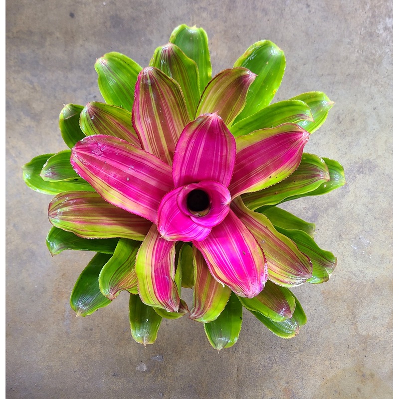 Neoregelia Lila Candy Stripe