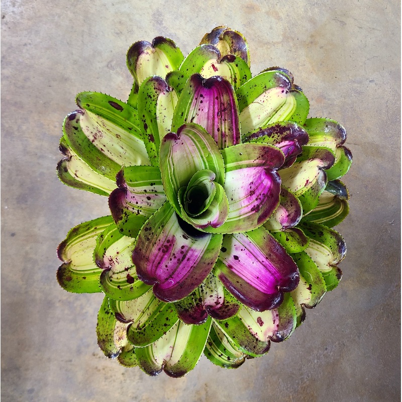 Neoregelia Lou Wilson