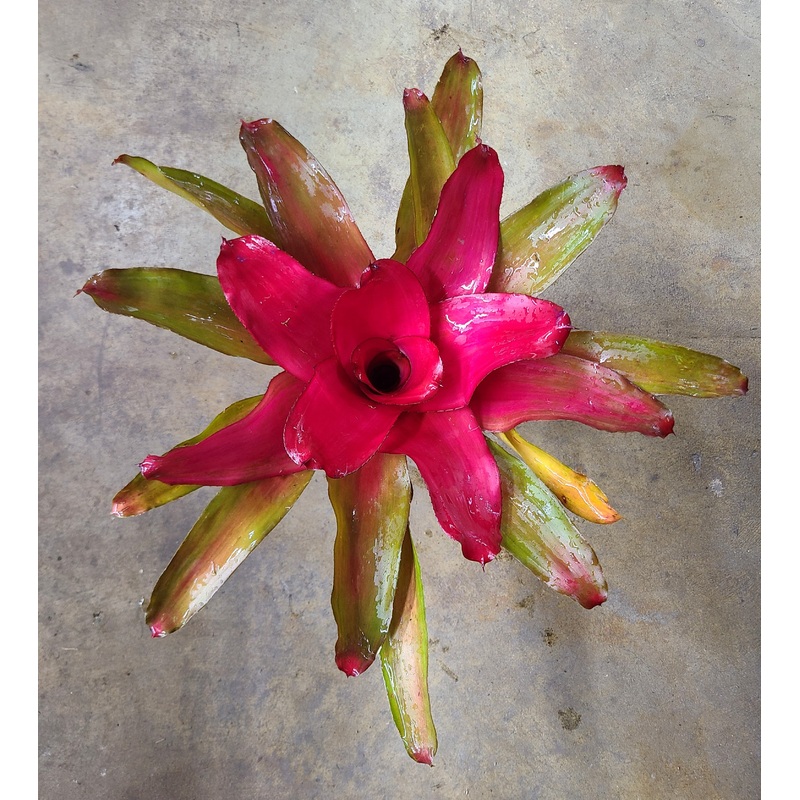 Neoregelia Magali
