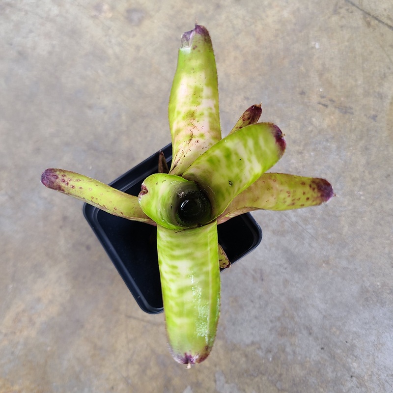 Neoregelia Marble Throat|Single|Bunch (1 Mature with 1-2 pups)