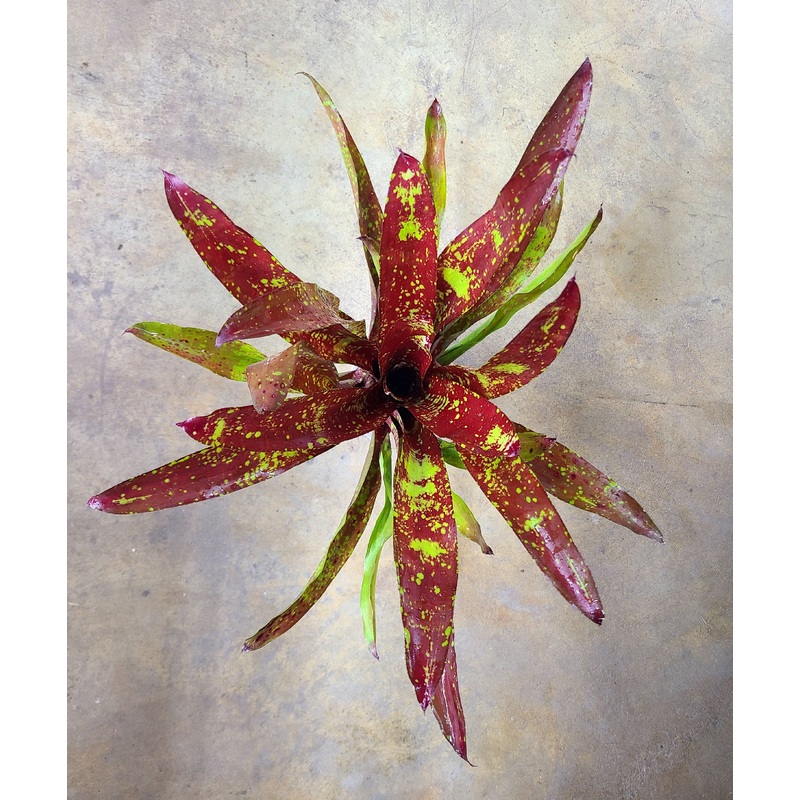 Neoregelia Osser