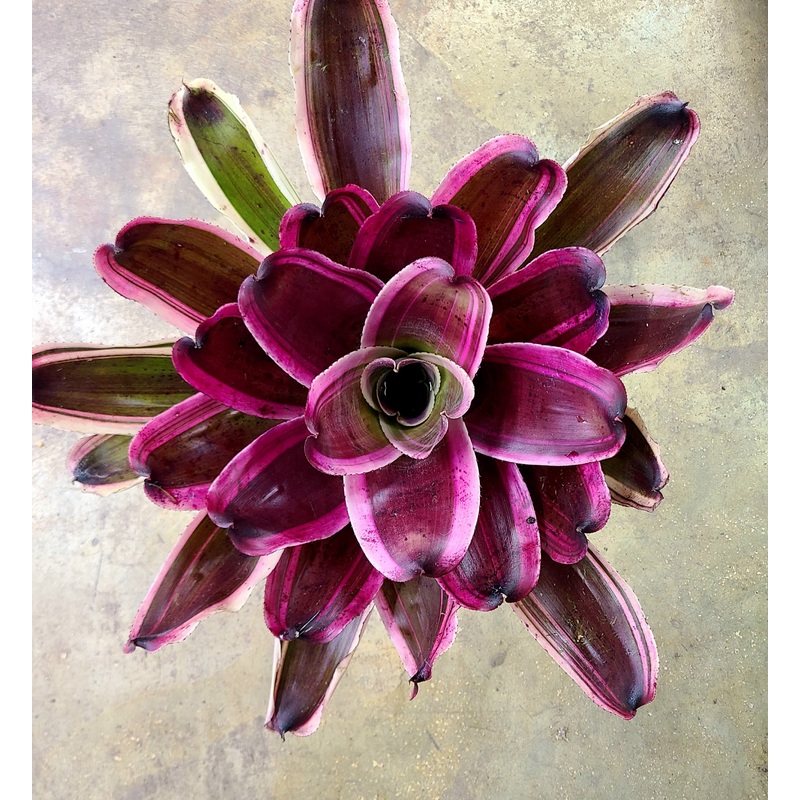 Neoregelia Pepito