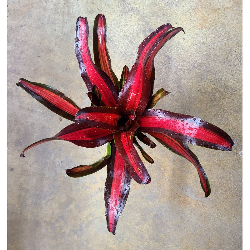 Neoregelia Pimiento