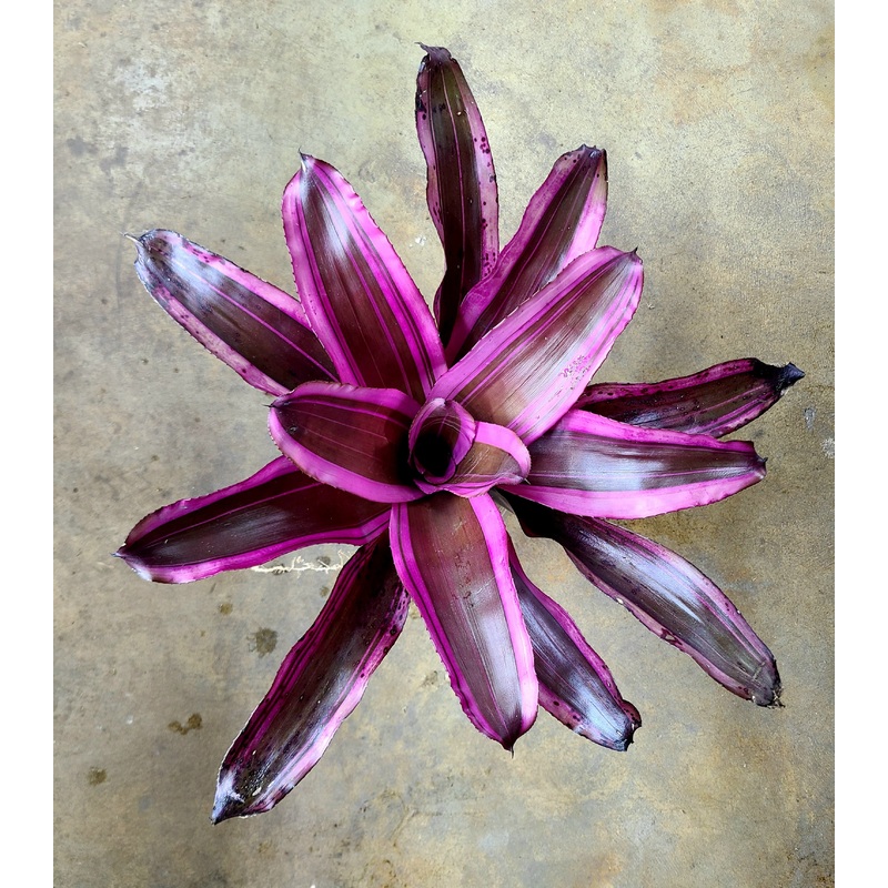 Neoregelia Pink Magic
