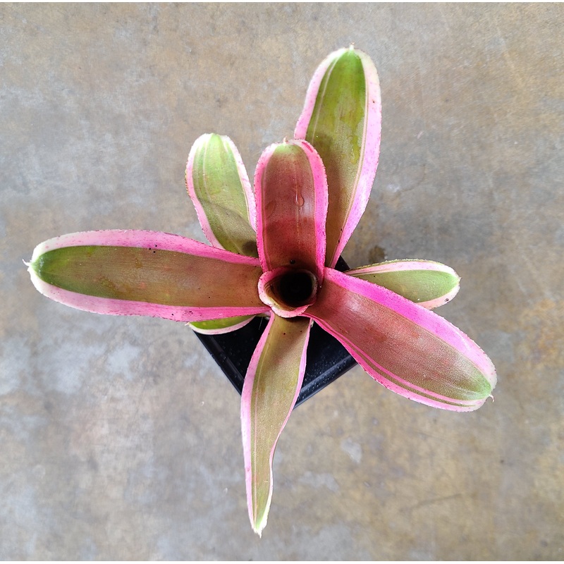 Neoregelia Pink Powder – New!|Single|Bunch with 1-3 pups