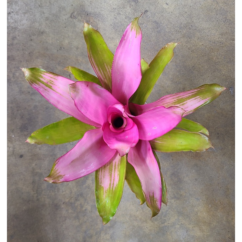 Neoregelia Pink Sensation