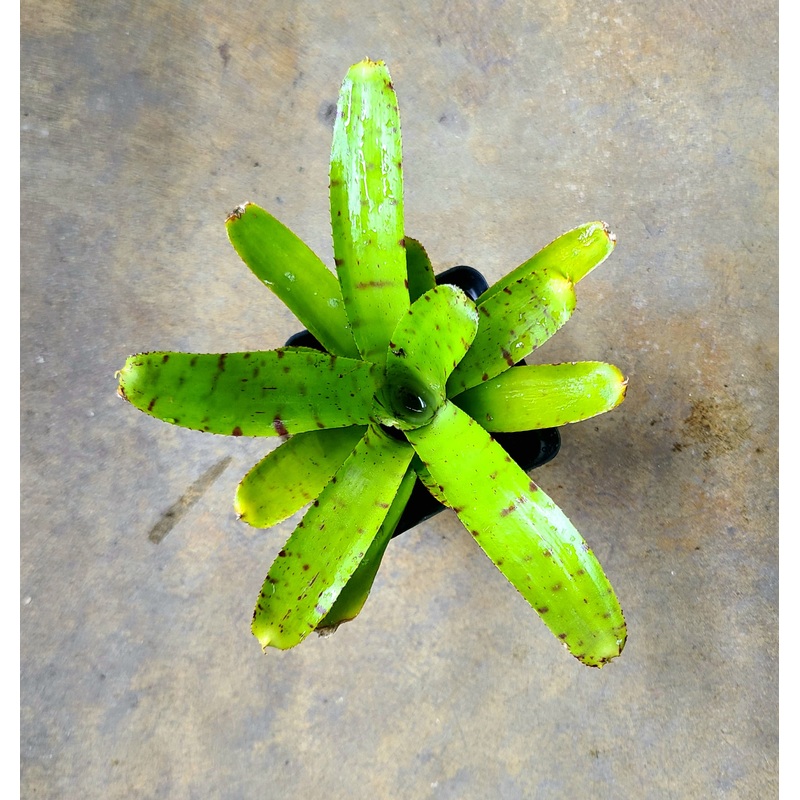 Neoregelia punctatissima