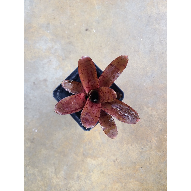 Neoregelia punctatissima Rubra