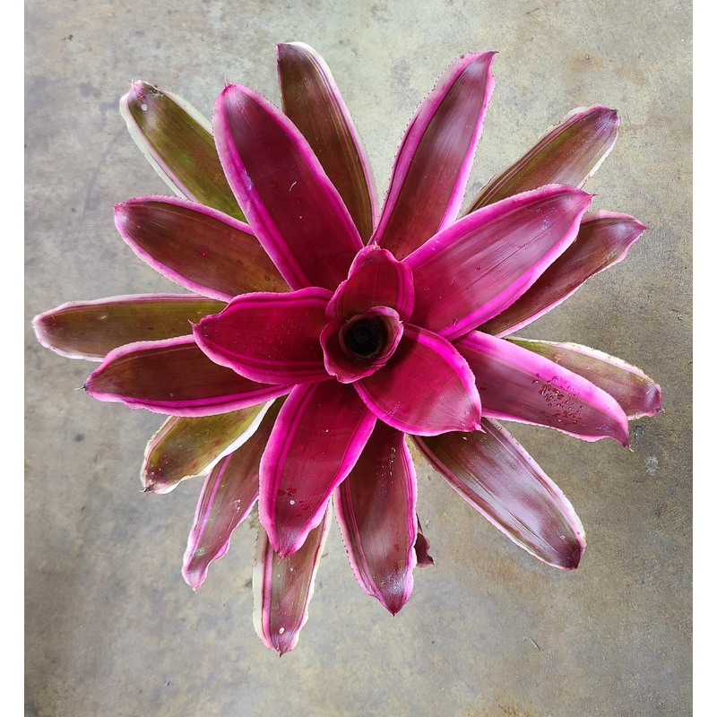 Neoregelia Raphael