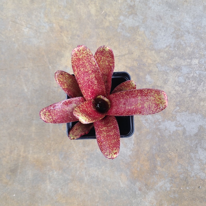 Neoregelia Red Waif – Micro