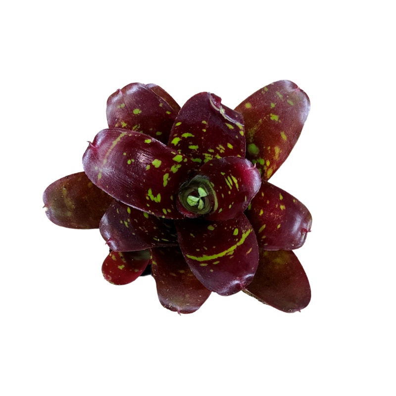 Neoregelia Royal Burgandy x Fireball
