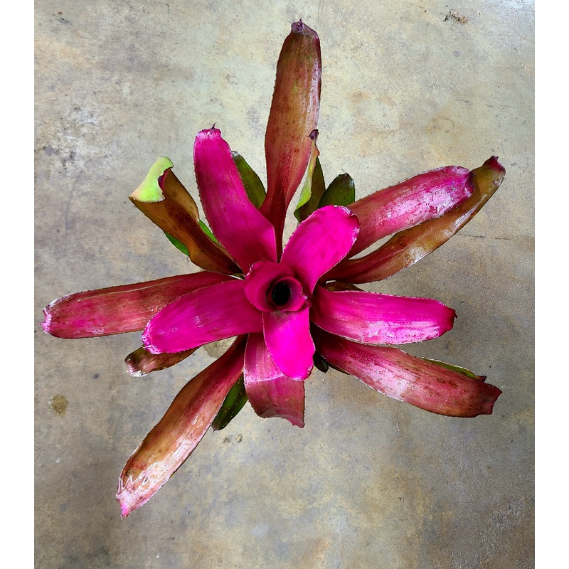 Neoregelia Shocking Pink