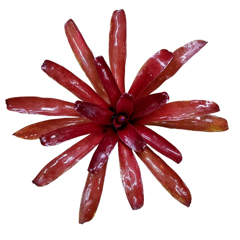 Neoregelia Super Fireball