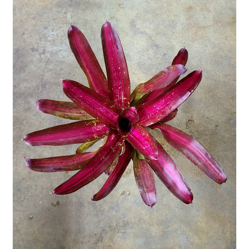 Neoregelia Sweet Vibration