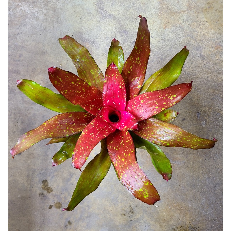 Neoregelia Treasure Chest – Epic Coloration