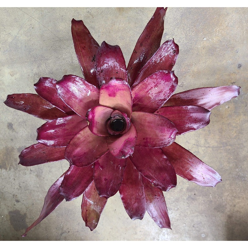 Neoregelia Voodoo Doll
