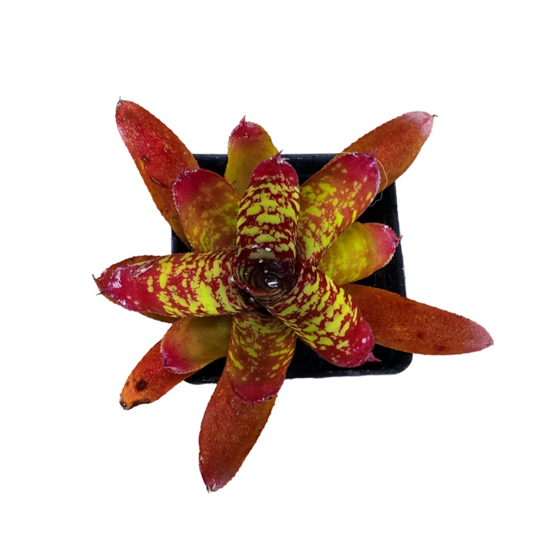 Neoregelia Wild Tiger – Micro