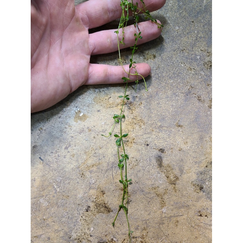 NOID Ground Cover sp.|4-6 inch cutting|10-12 inch cutting (may be multiples)|Multiple 10 inch cuttings