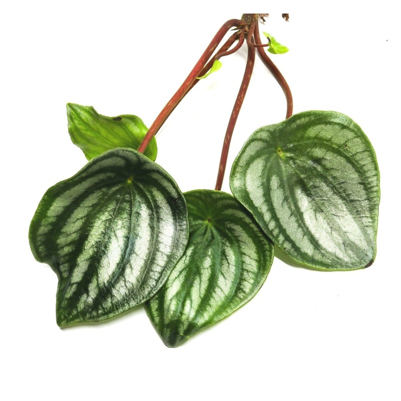 Peperomia argyreia|3-4 leaf cutting|Rooted with 3+ leaves