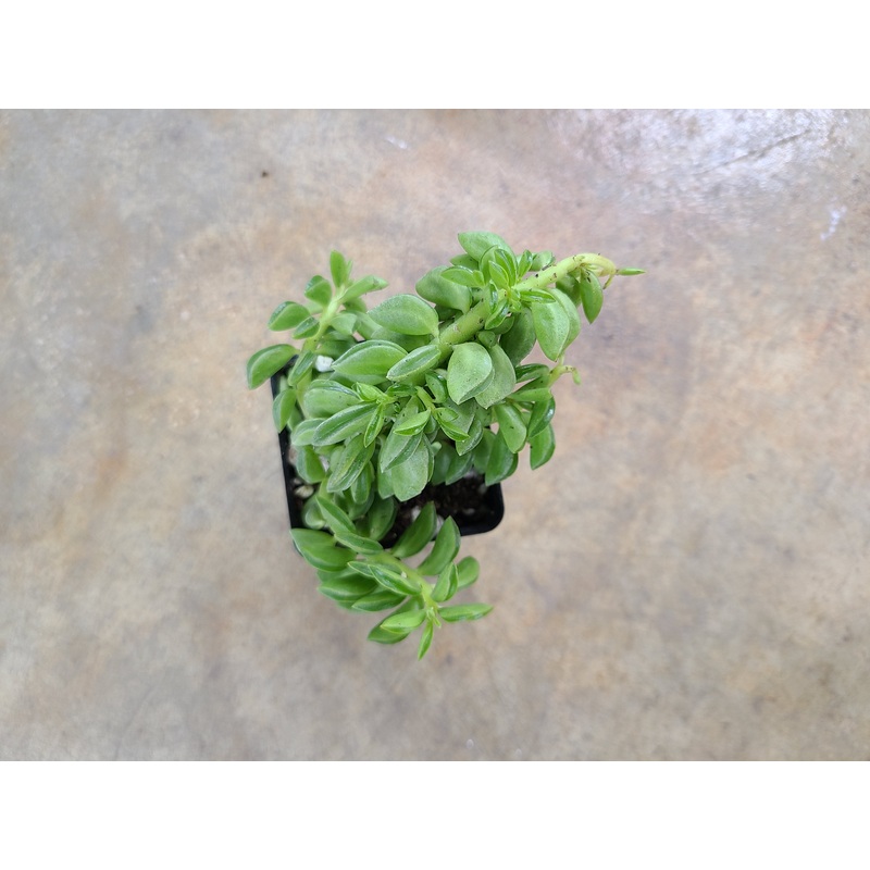 Peperomia axillaris|10-12 leaf cutting|Small Rooted Plug (Rooted with 10+ leaves)|Rooted with 12+ leaves