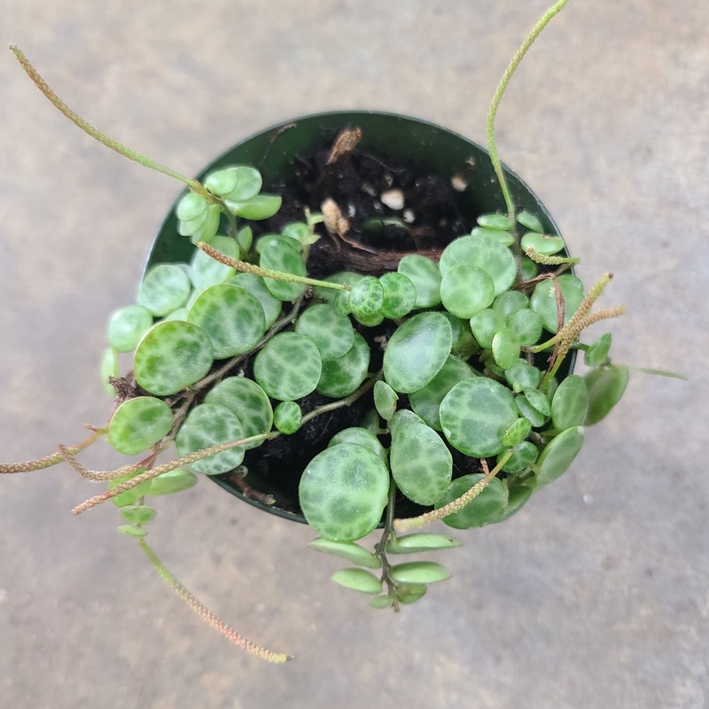 Peperomia prostrata|6-10 leaf cutting|Small Rooted Plug (Rooted with 6+ leaves)|Rooted with 10+ leaves