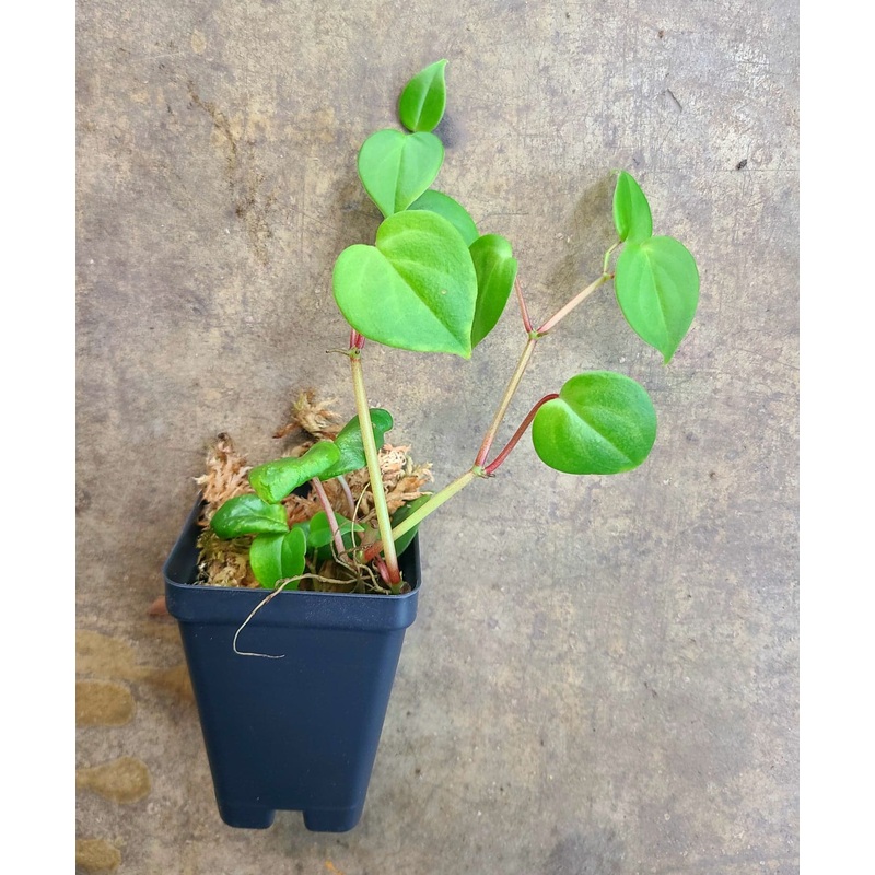 Peperomia scandens|6-10 leaf cutting|Small Rooted Plug (Rooted with 4+ leaves)|Rooted with 8+ leaves