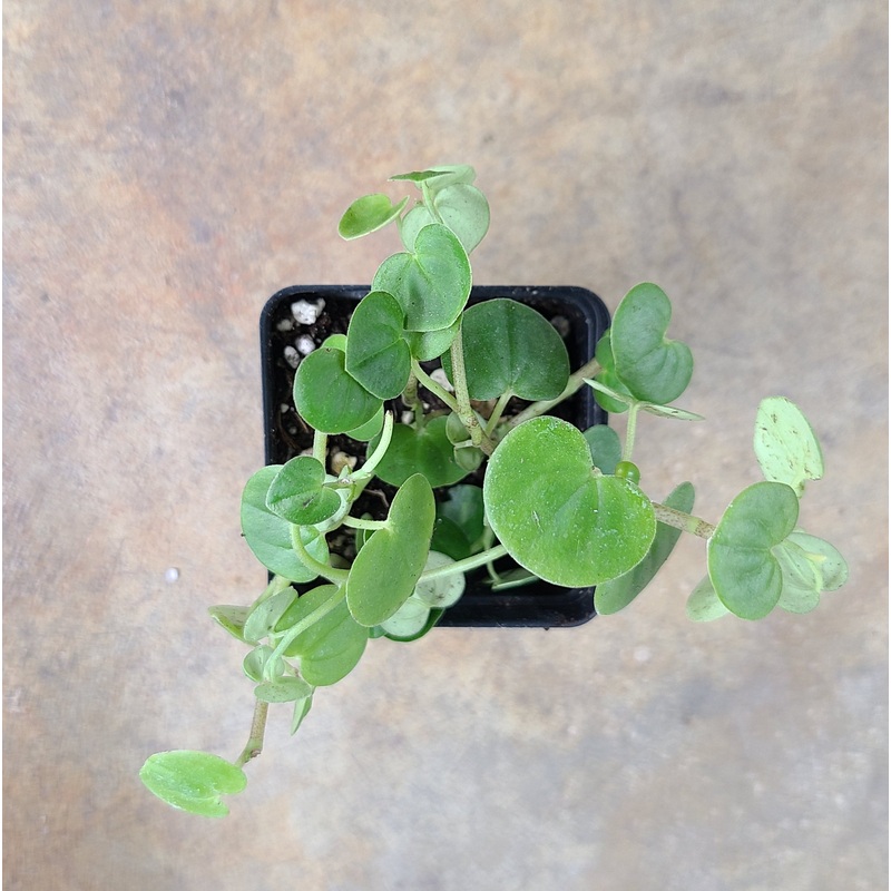 Peperomia serpens|6-10 leaf cutting|Small Rooted Plug (Rooted with 4+ leaves)|MiniCup (Rooted with multiple growth points)