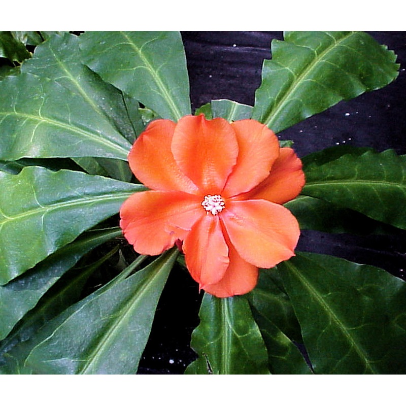 Pereskia grandiflora|4-inch Pot