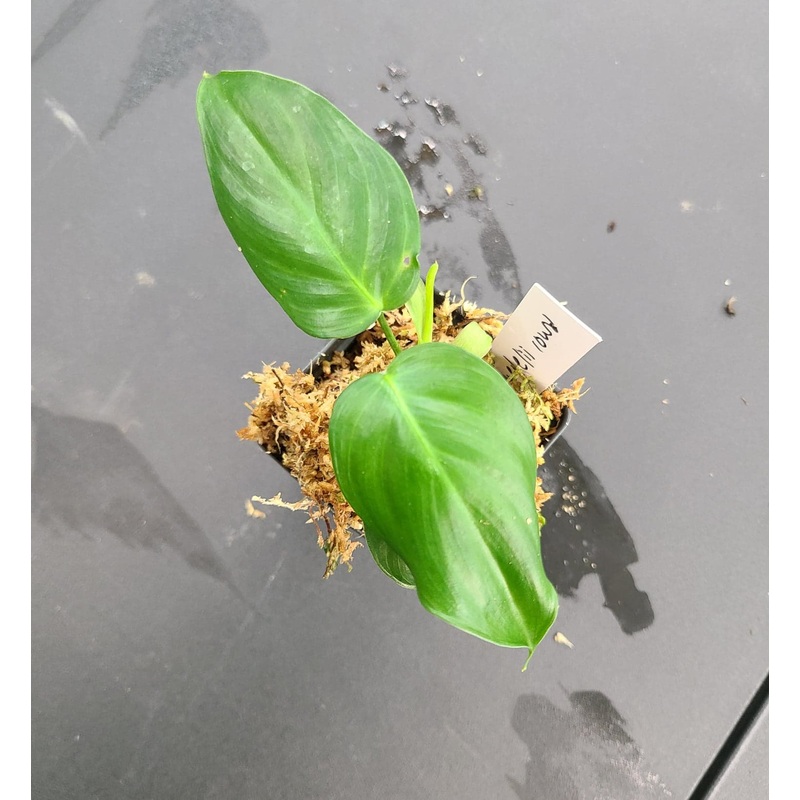 Philodendron quelelii Round|1 leaf cutting|2 leaf cutting|Rooted with 2 + leaves