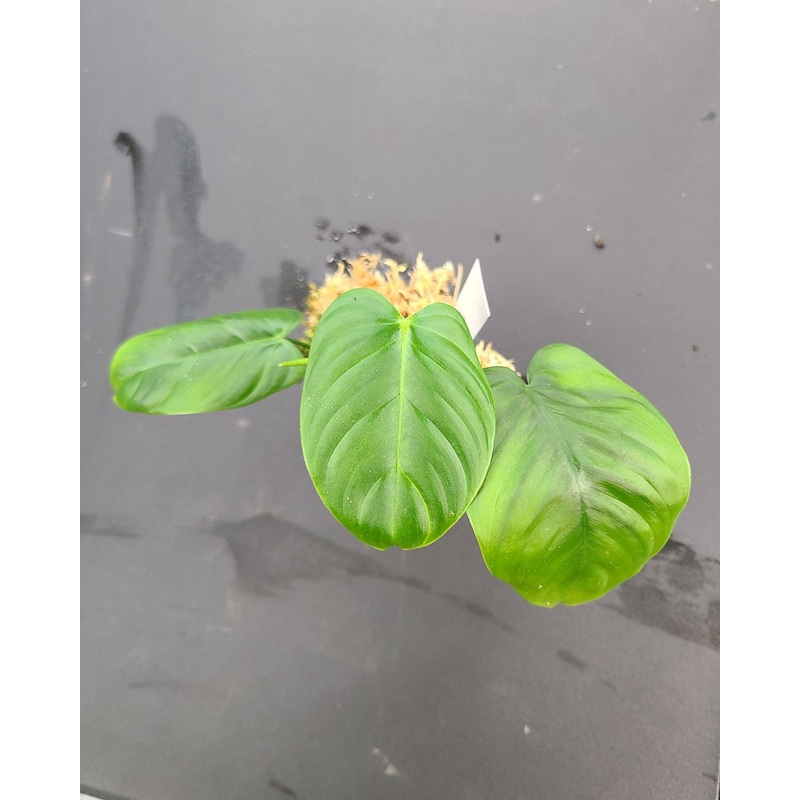 Philodendron tenue Type|1 leaf cutting|2 leaf cutting|Rooted with 2 + leaves