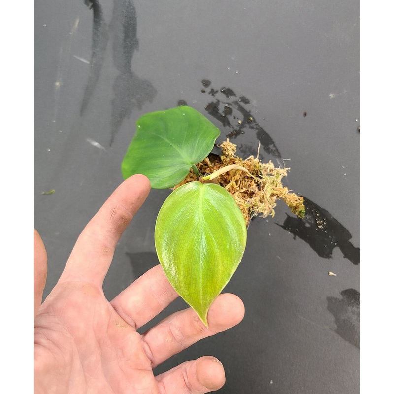 Philodendron villamangense ‘Pangui’