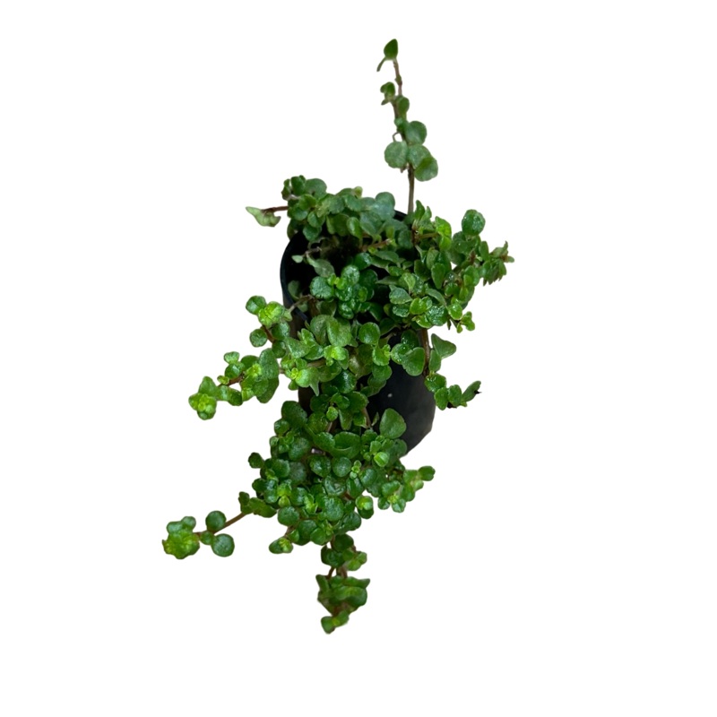 Pilea depressa (Tiny Tears)|Rooted Specimen (Small Plug)