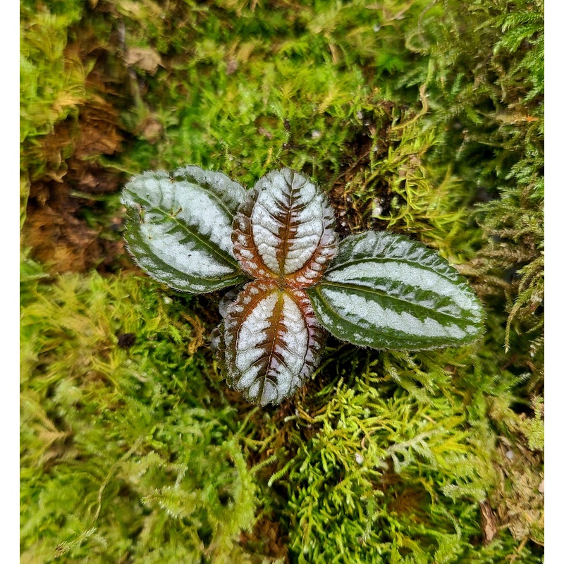 Pilea ovalis – Friendship Plant