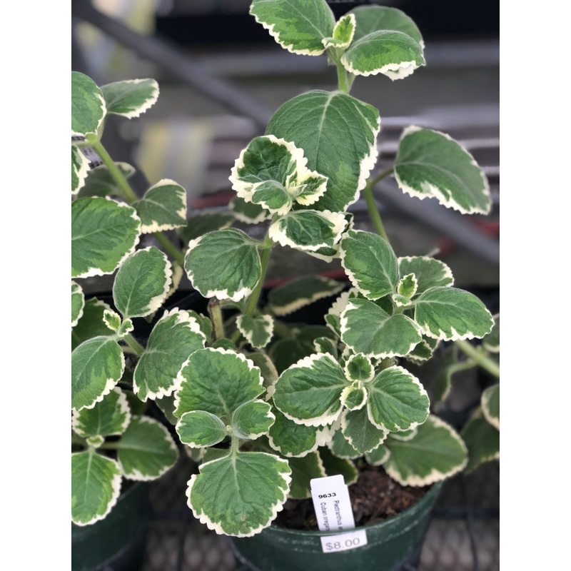 Plectranthus amboinicus|6-inch Pot