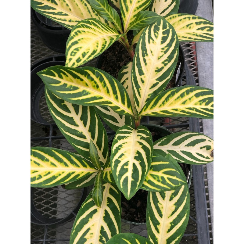 Sanchezia speciosa|6-inch Pot