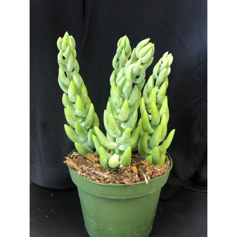 Sedum ‘Burrito’|4-inch Pot