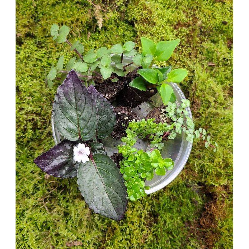 Small Terrarium Plant Bundle (6 Small Starter Plugs)
