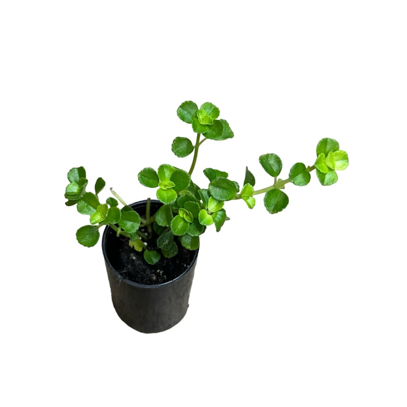 Soleirolia soleirolii (Baby Tears)