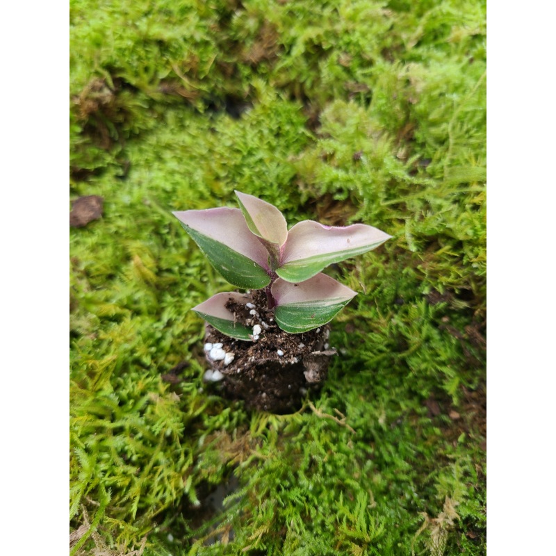 Tradescantia mundula Laekenensis  Rainbow – Tricolor