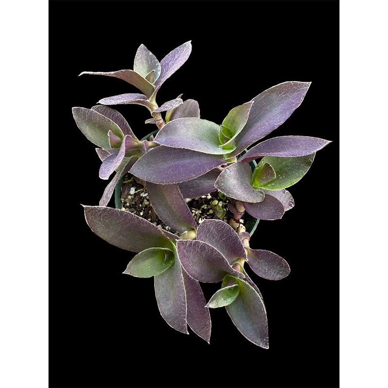 Tradescantia pallida ‘Pale Puma’
