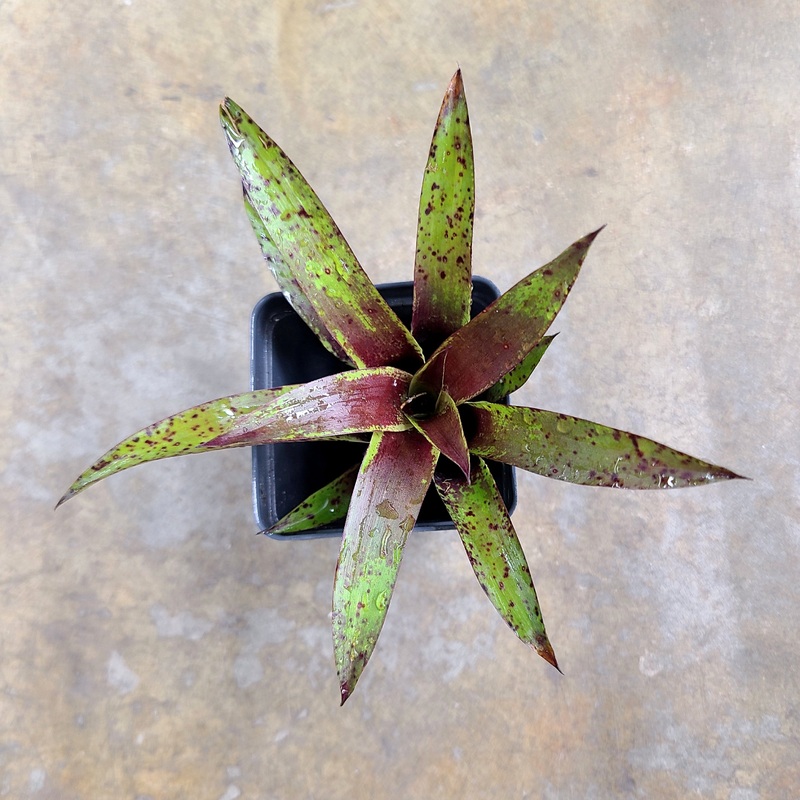 Vrisea lubbersii