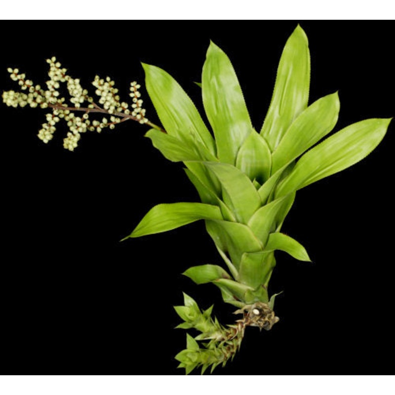 Wittmackia burlemarxii (SEL96-0187)