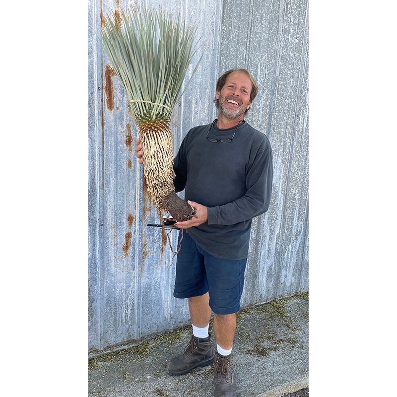 Yucca rostrata|3 ft|4-5 ft|5-6 ft|2.5 ft/5 gallon pot (WHOLESALEX)|3 ft/7 gallon pot (WHOLESALEX)|5-6 ft (WHOLESALEX0|6-7 ft. (WHOLESALEX)